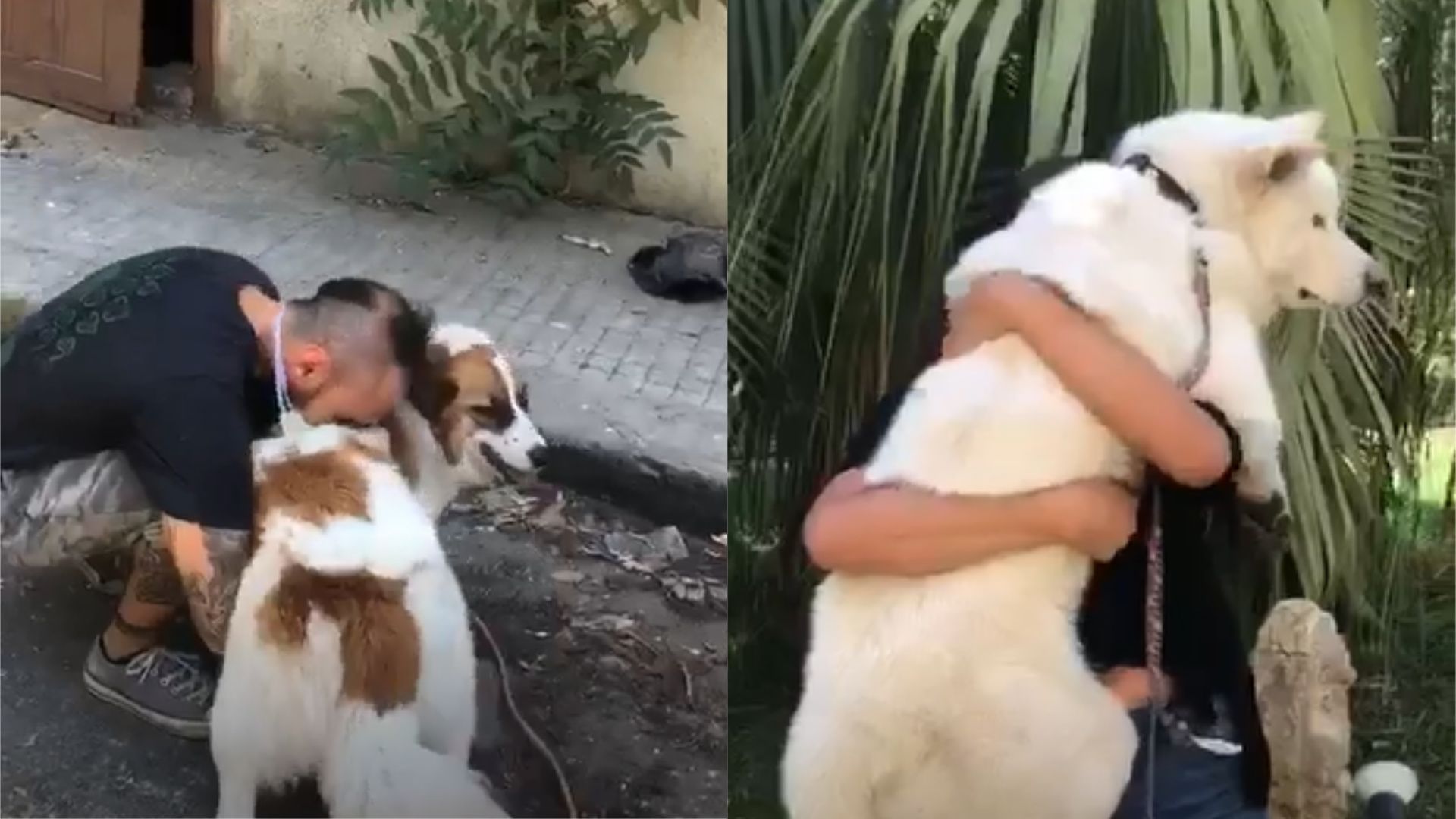 Charity Animals Lebanon Is Leading Search Teams To Find Pets Lost In The Deadly Explosion And Reunite Them With Their Owners