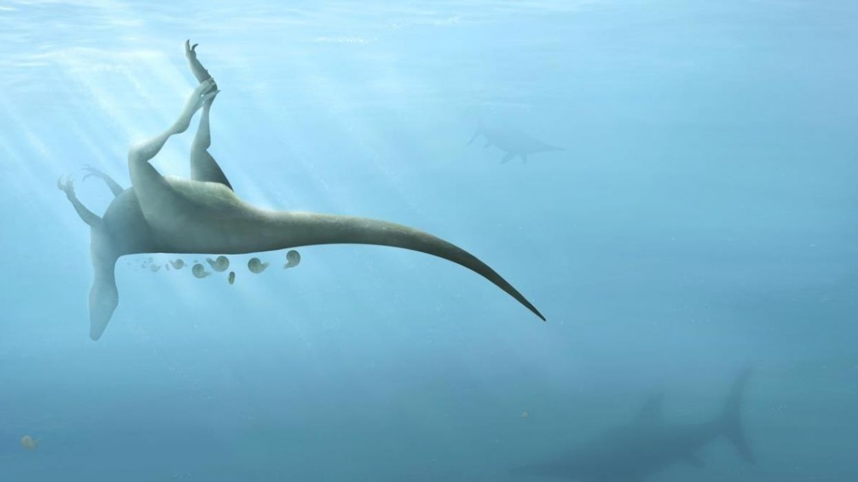 Scientists Have Discovered A New Species Of Dinosaur Related To The T-Rex In England