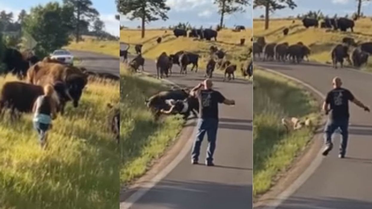 Female Biker Has Her Pants Ripped Off By Attacking Buffalo—And It's Likely What Saved Her Life