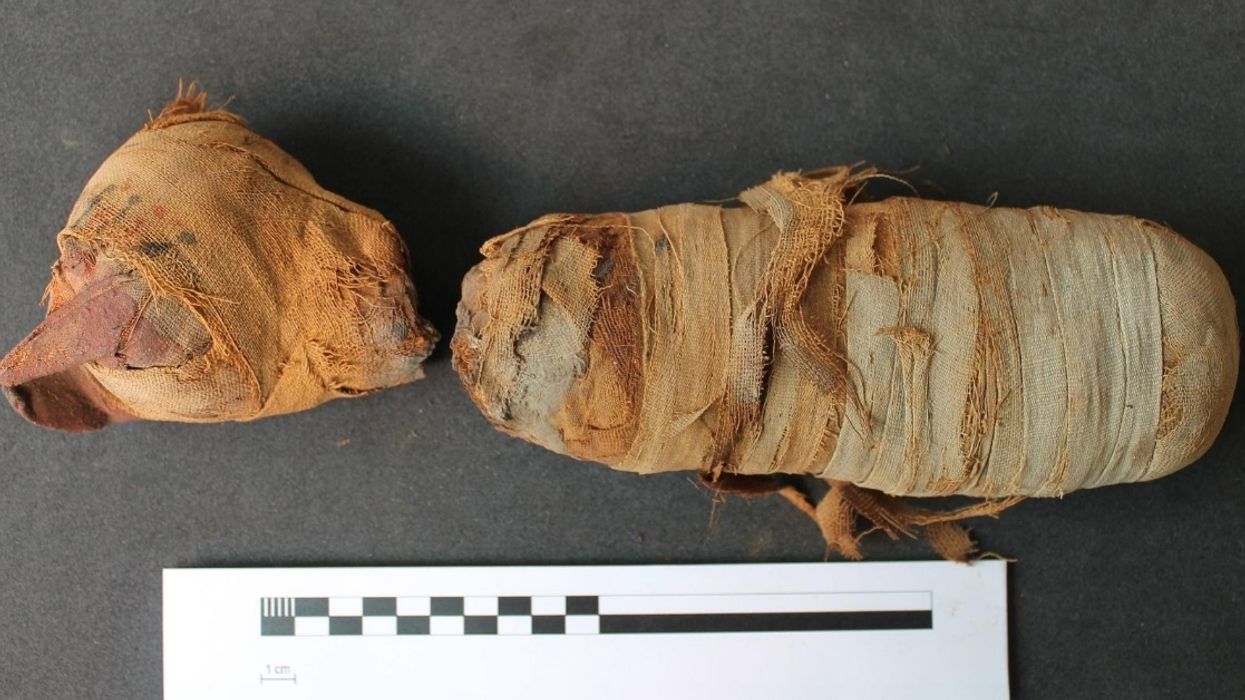 3D Scans Offer Rare, In-Depth Glimpse Of Mummified Animals Over 2,000 Years After Their Deaths