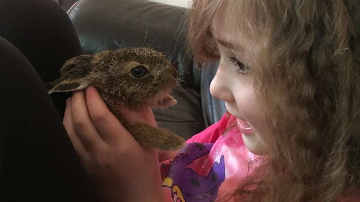 Family Saves Orphaned Hare And Releases Her Back Into The Wild—Only For Her Come Back And Visit