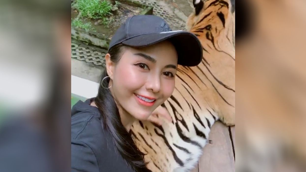Tourist Slammed For Grabbing Tiger By His Testicles While Posing For Brazen Selfies At Zoo