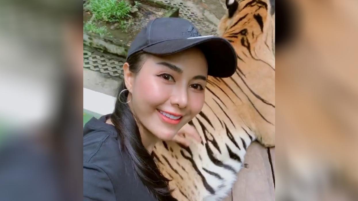 Tourist Slammed For Grabbing Tiger By His Testicles While Posing For Brazen Selfies At Zoo