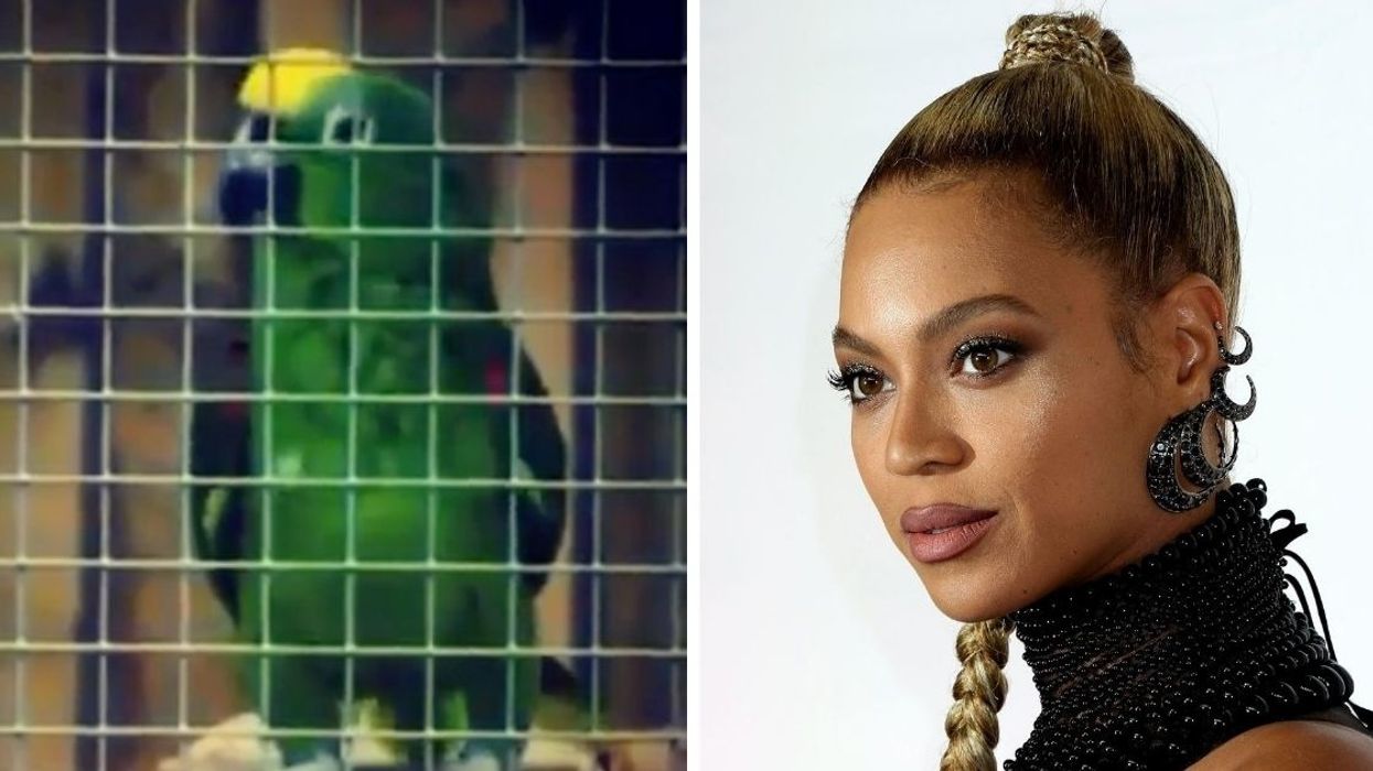 Musical Parrot Goes Viral After Belting Out Beyoncé's 'If I Were A Boy' Better Than Most Humans