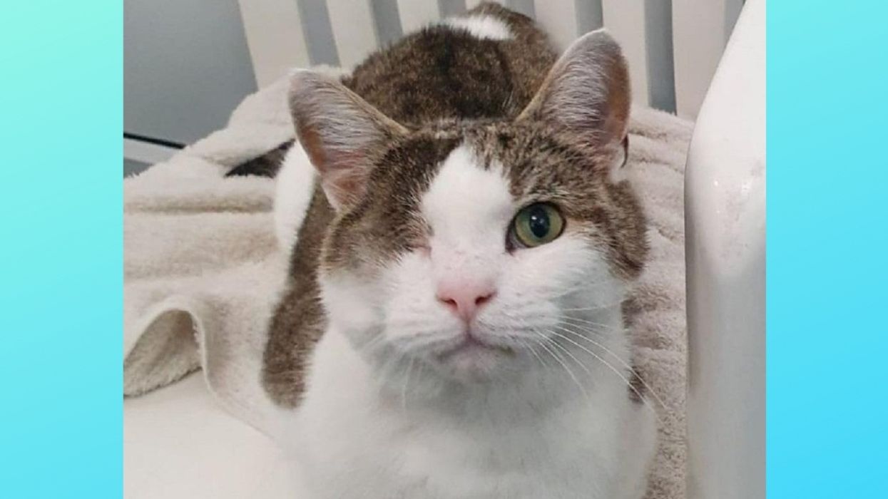 Adorable One-Eyed Cat Finds His Forever Home With Partially-Sighted Woman And Her Family