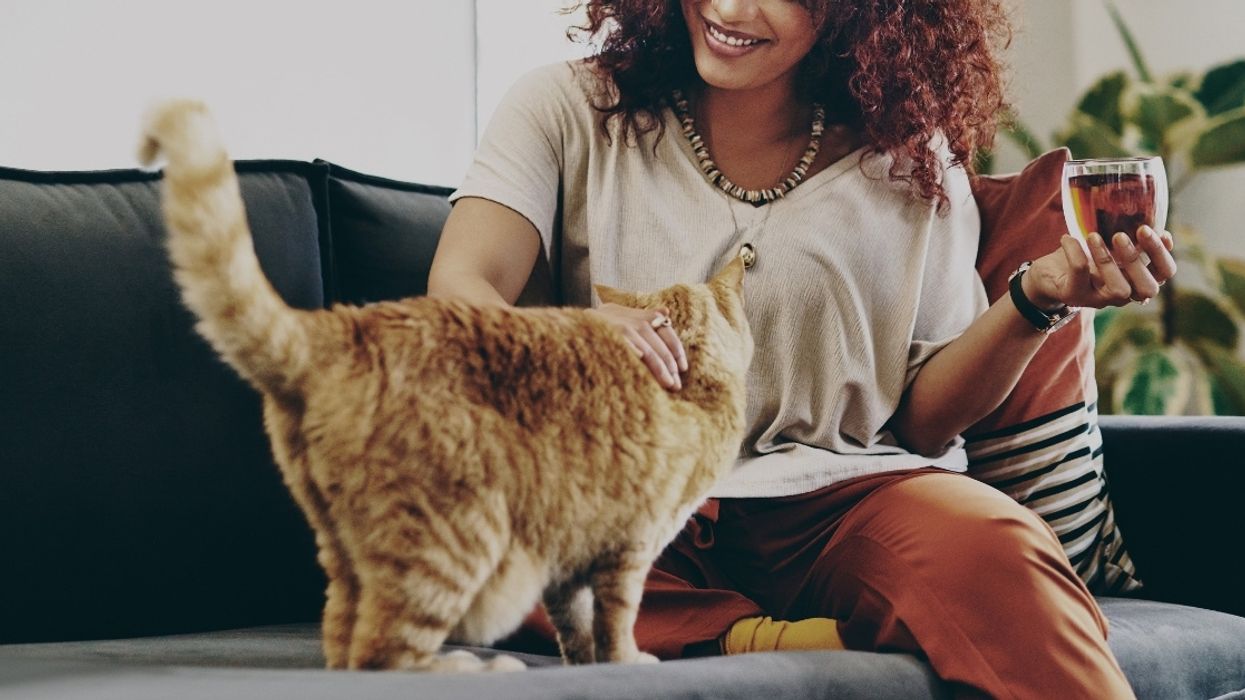 Scientists Determine That There Are Five Types Of Cat Owner Thanks To New Study