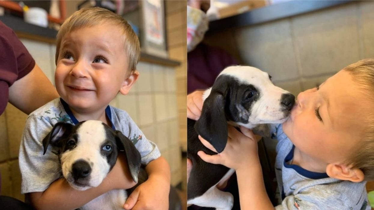 Adorable Toddler With Cleft Lip 'Head Over Heals' After Adopting Puppy With Same Birth Defect