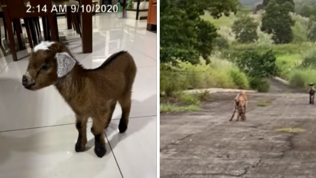 Viral Video Of Lost Baby Goat Being Reunited With Its Mama Has The Internet Feeling All The Feels