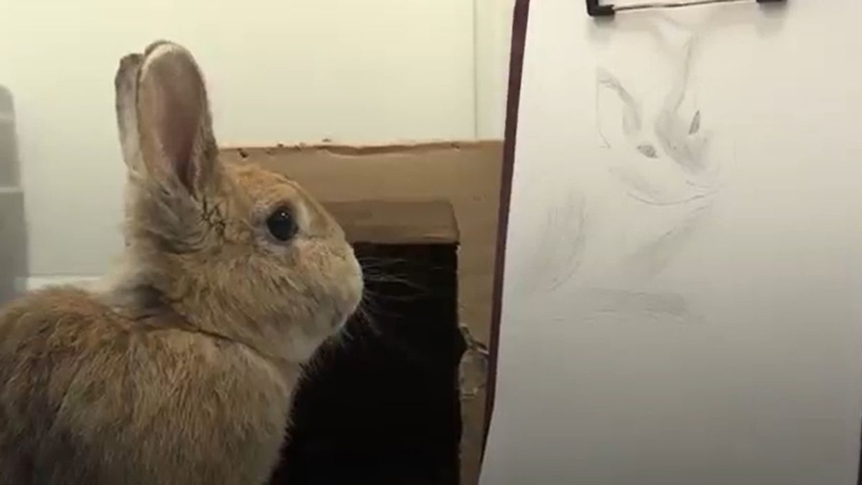 Animal Charity Sells Badly Drawn Pet Portraits To Raise Money For A Kitten Incubator