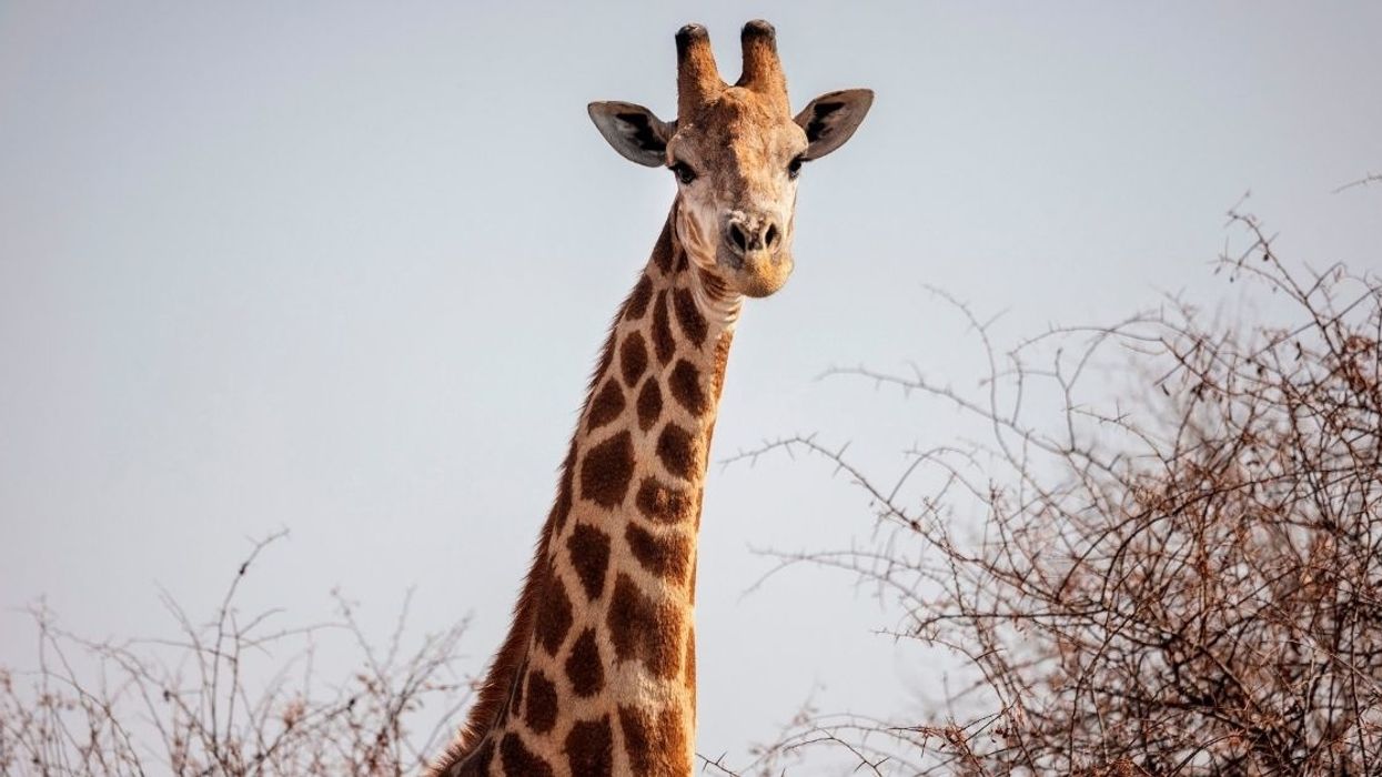 There's A Hilarious Debate Raging On Twitter As To How A Giraffe Should Ideally Wear A Bowtie