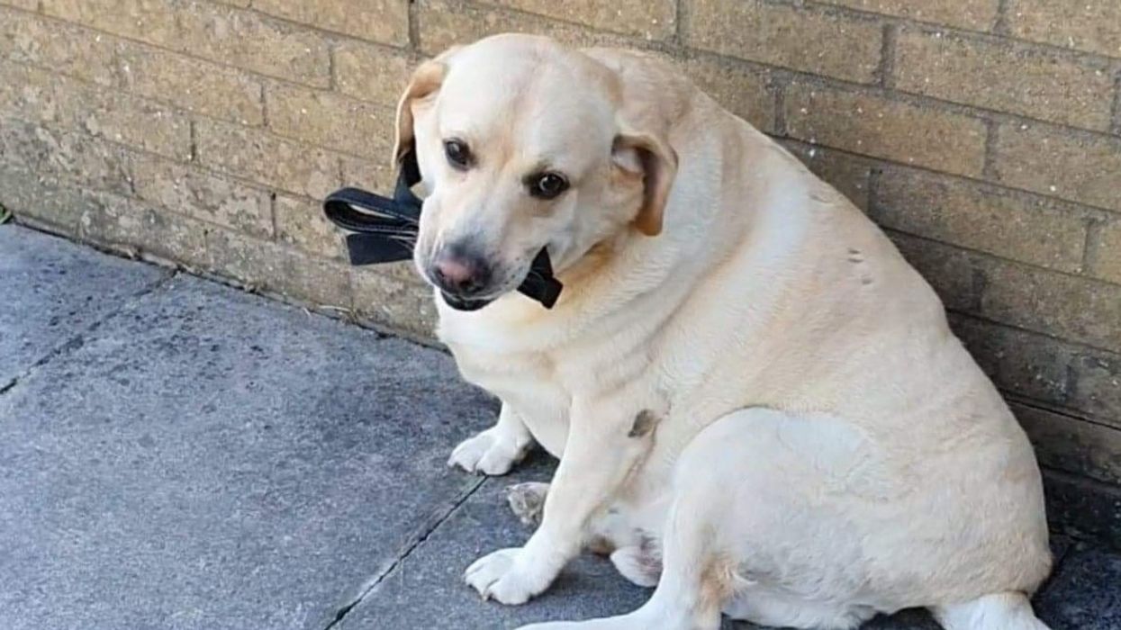 Greedy Labrador Has To Be Rushed To The Hospital After He Wolfs Down His Entire Leash
