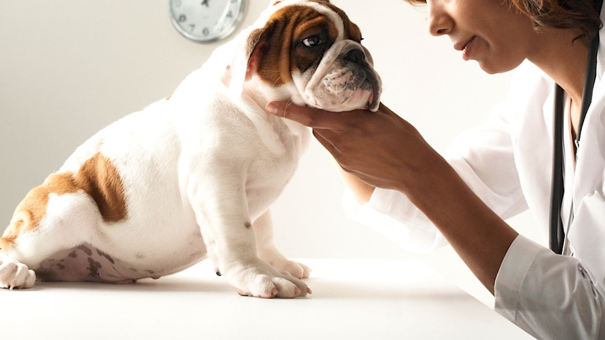 Dog Owner Taken Aback After Vet Snaps At Them For Buying A Purebred Puppy Instead Of Adopting