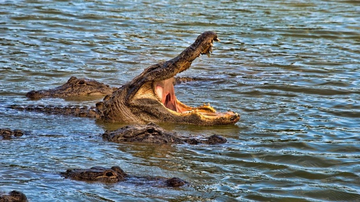 Knives Made Of Frozen Poo And Alligators On Helium Among Winning Entries For Ig Nobel Prizes