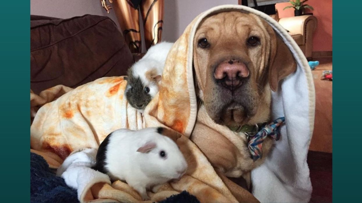 Woman Sets Up Instagram For Her Pets—And They Already Have More Followers Than Her Comedian Husband