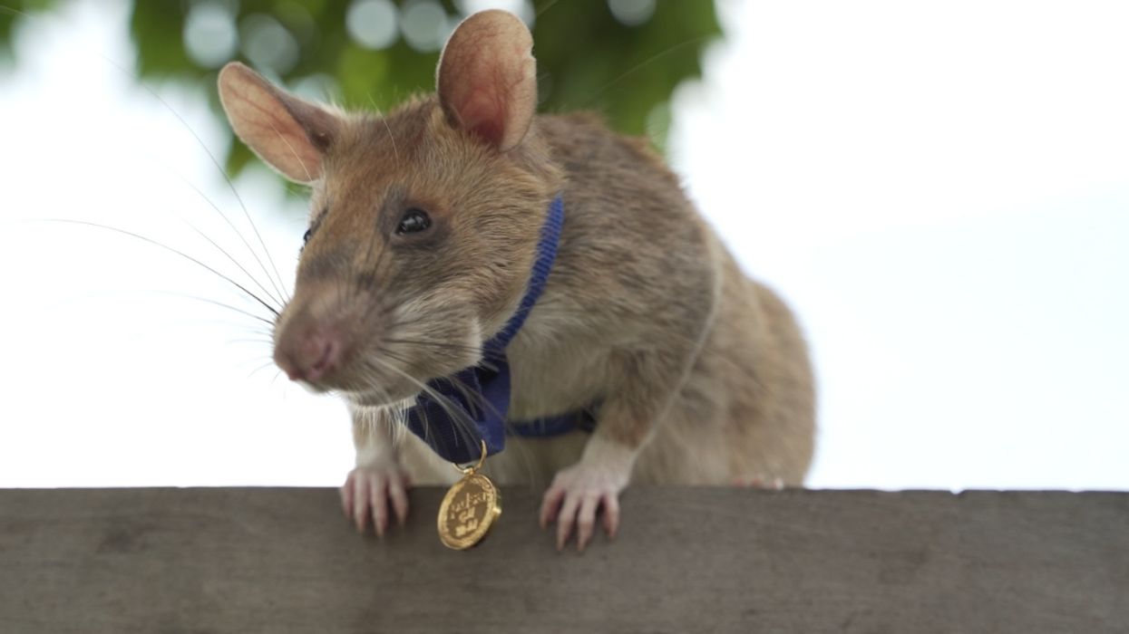 Landmine Detection Rat Awarded Tiny Gold Medal For His 'Lifesaving Bravery', And We're Crying