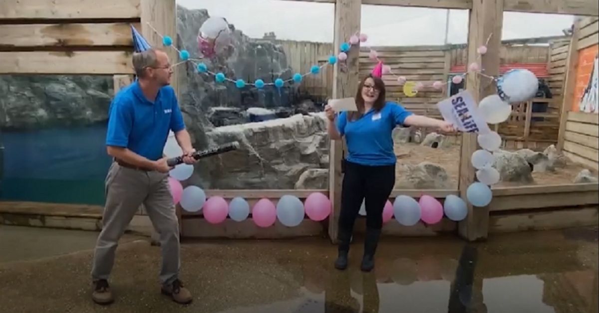 Aquarium Holds Gender Reveal Party To Unveil Their Newest Penguin Chick