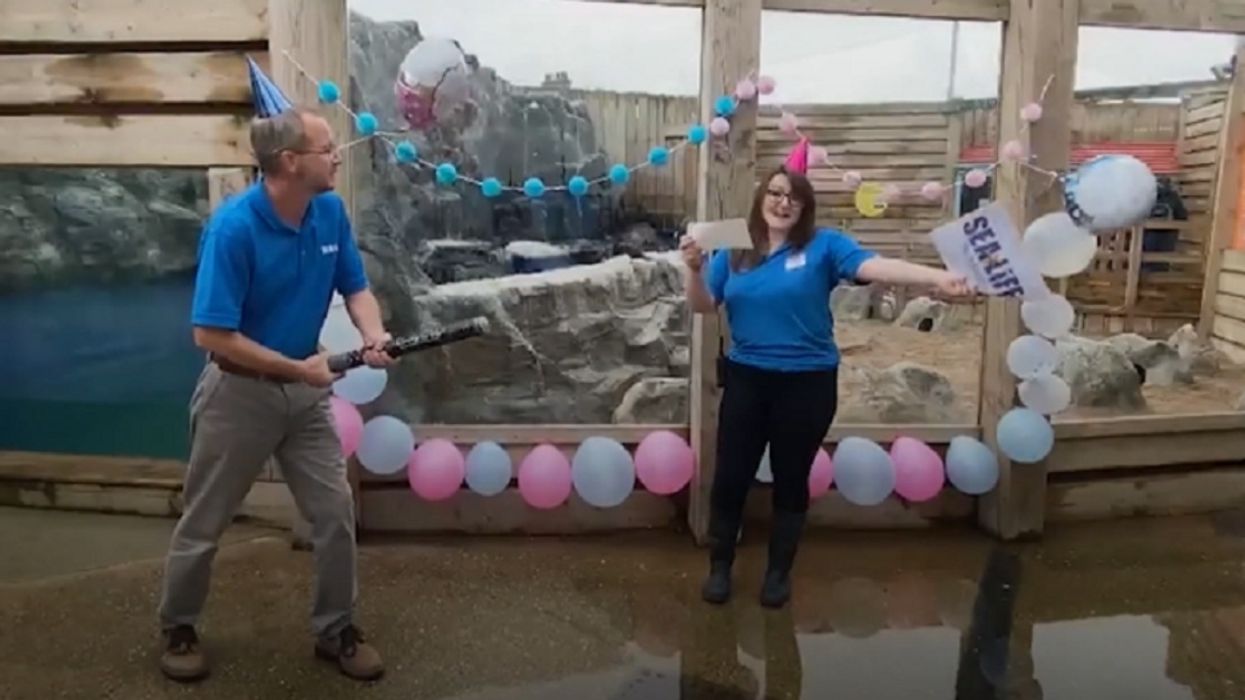 Aquarium Holds Gender Reveal Party To Unveil Their Newest Penguin Chick