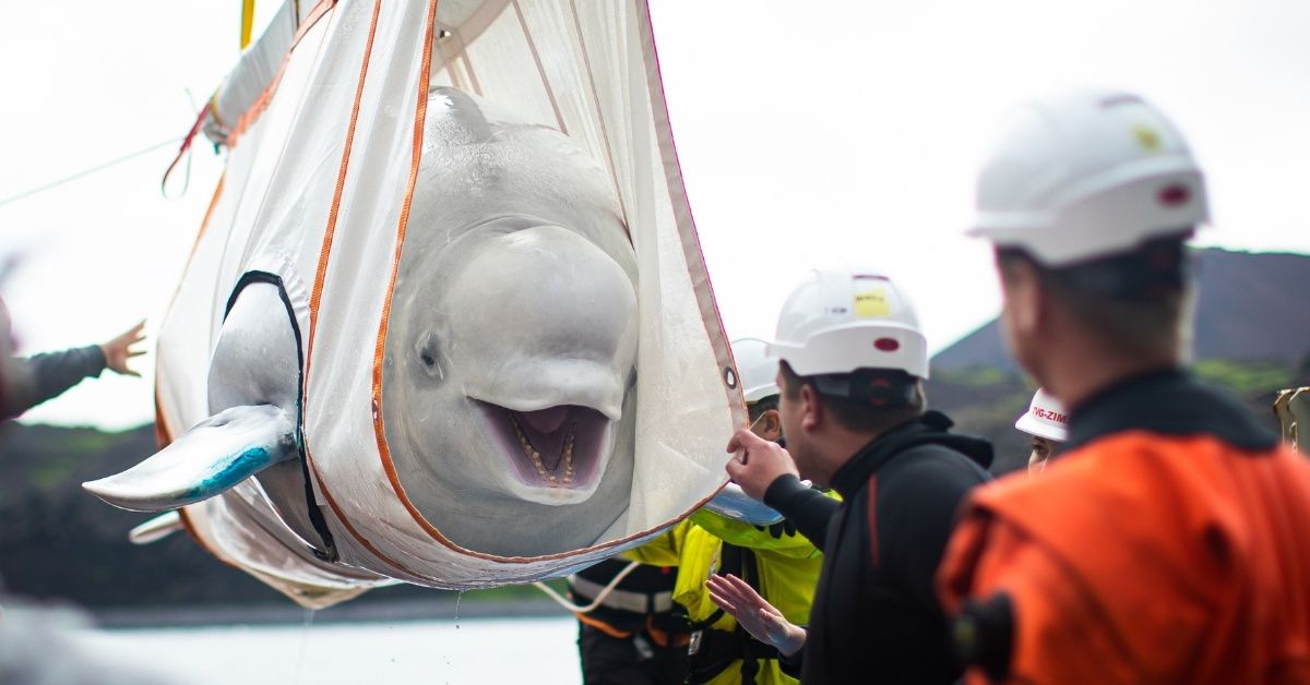 Two Delighted Beluga Whales Take Their First Swim In Open Water After Being Rehabilitated