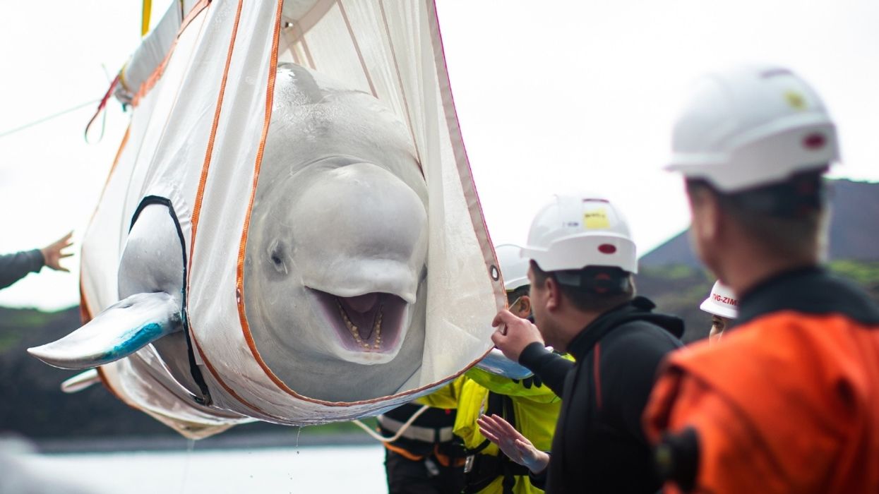 Two Delighted Beluga Whales Take Their First Swim In Open Water After Being Rehabilitated