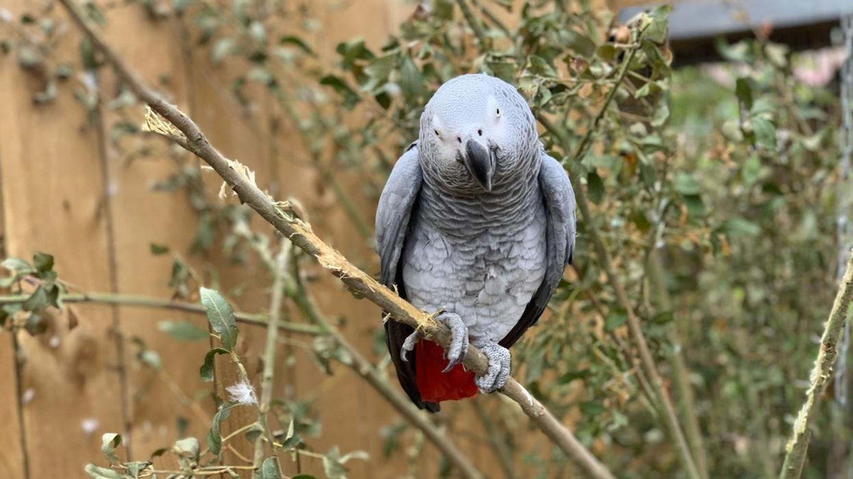Foul-Mouthed Parrots Have To Be Separated At Zoo After They Keep 'Setting Each Other Off'