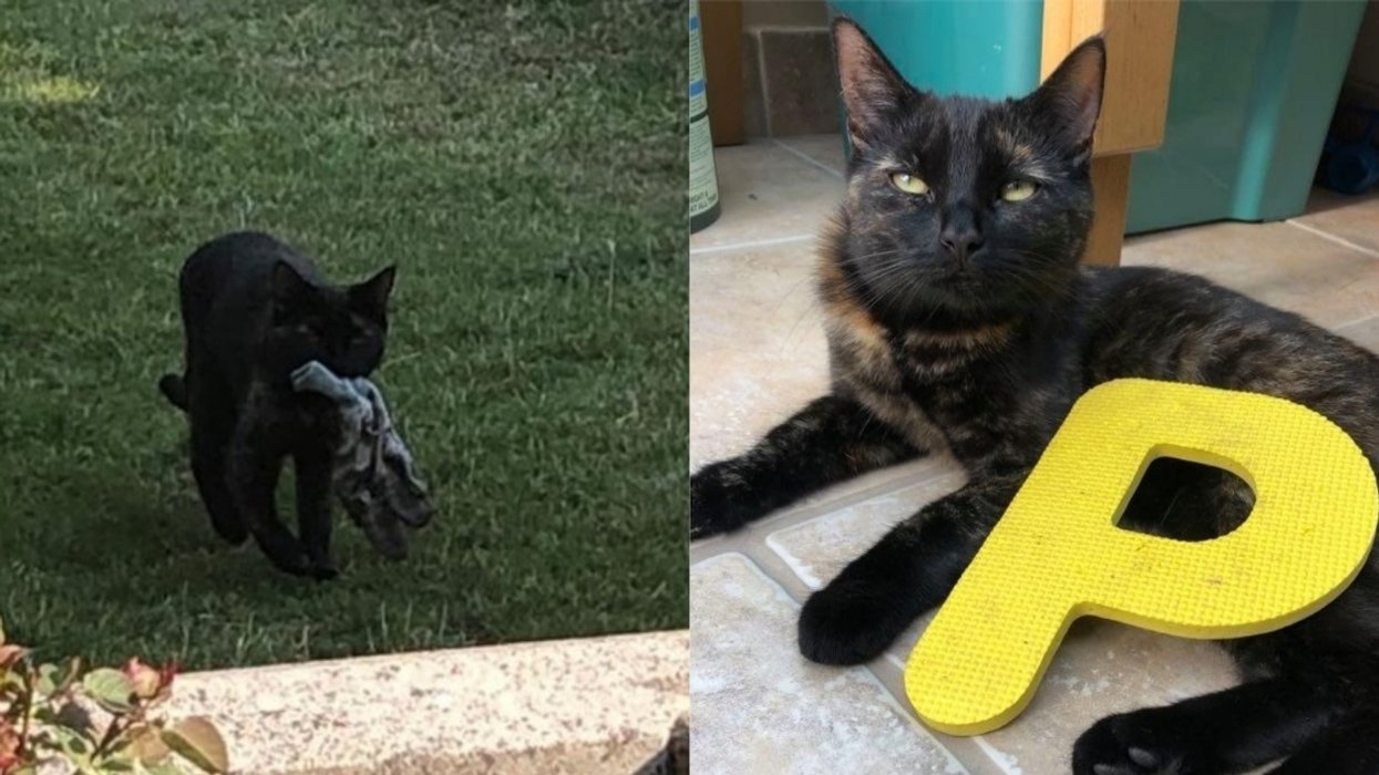 Woman Attempts To Return Treasure Trove Of Items Her 'Thieving' Cat Has Stolen From Neighbors