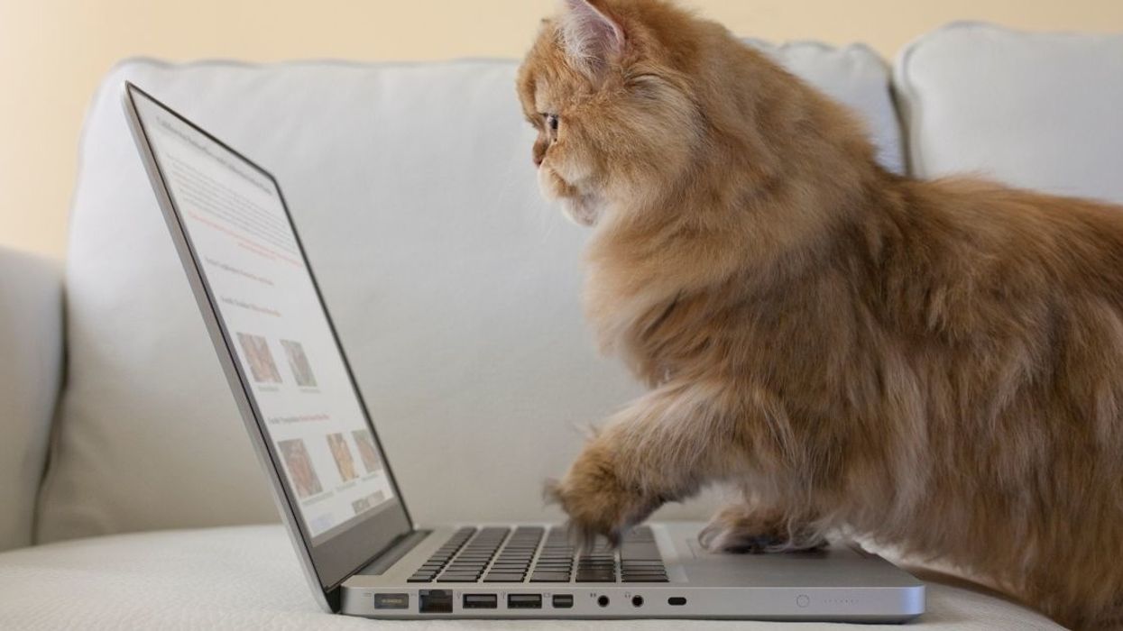 Woman Irate After Her Brother Gives His Old Laptop To His Cat Instead Of Letting Her Have It