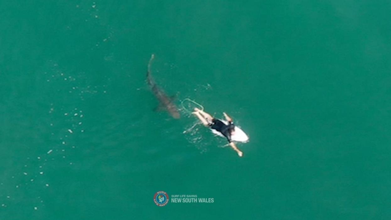 Drone Captures Heart-Pounding Video Of Surfer's Close Encounter With A Shark In Australia