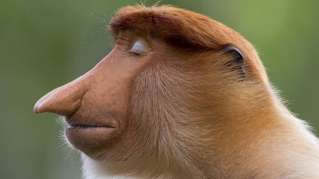 This Year's Wildlife Photographer Of The Year Awards Offered Up Some Truly Stunning Snaps