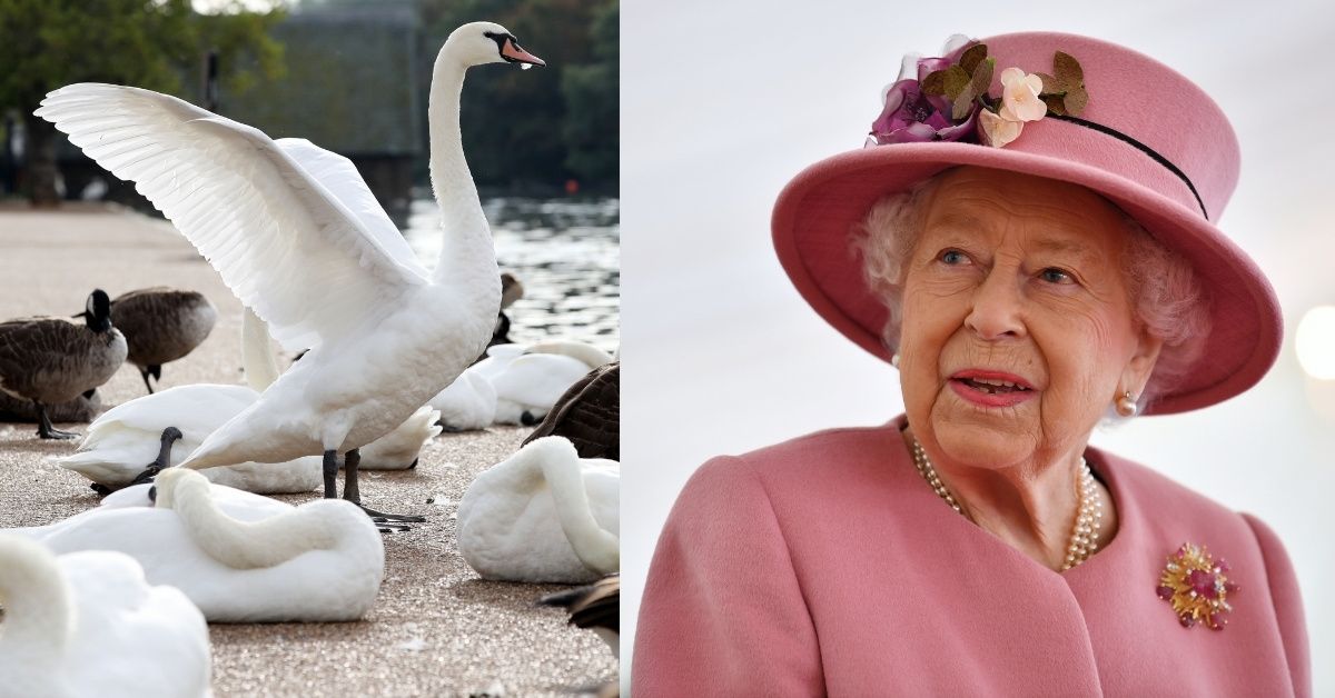 Florida City Forced To Auction Off Swans After Gift From Queen Elizabeth Leads To Overpopulation