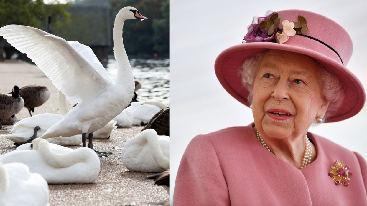 Florida City Forced To Auction Off Swans After Gift From Queen Elizabeth Leads To Overpopulation