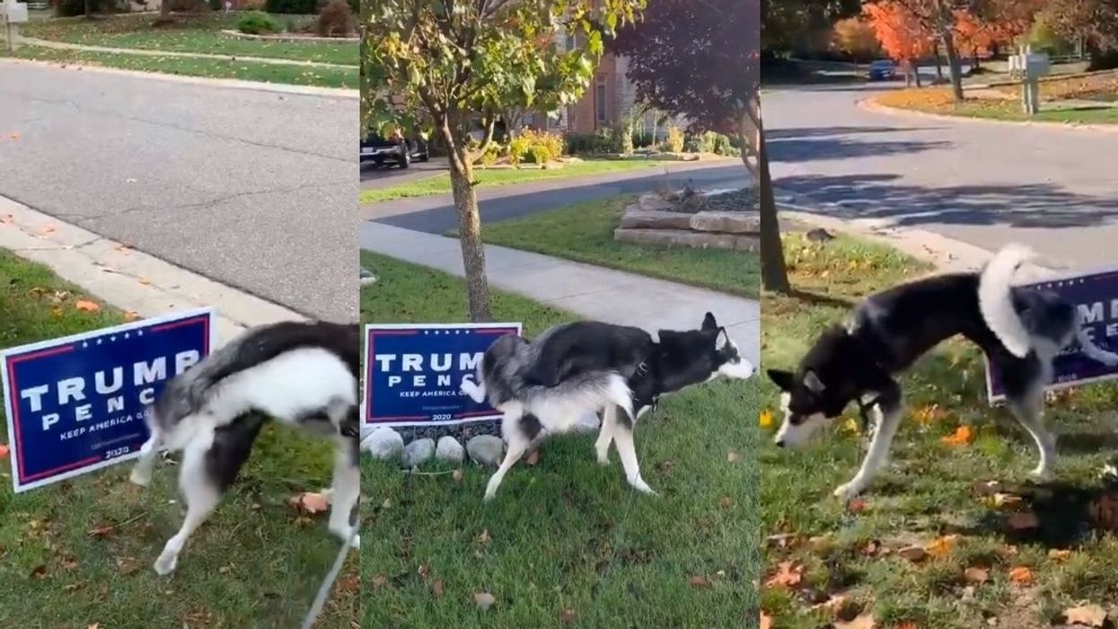 Dog Who's On A Mission To Pee All Over Neighbors' Trump Signs Becomes An Internet Hero