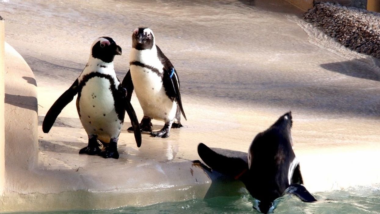 Zoo's Gay Penguin Couple So Desperate To Be Dads That They Stole Lesbian Penguin Couple's Entire Nest