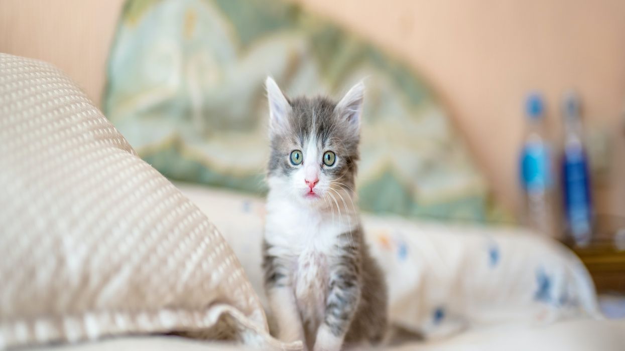 Mom Forbids Her Kids From Being Around Her 'Manipulative' Niece After She Stole Their New Kitten