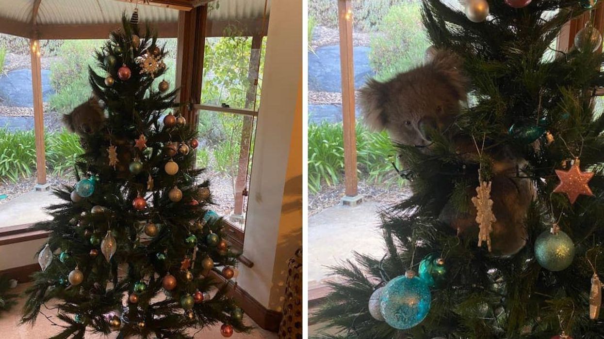 Australian Family Surprised After Returning Home To Find Koala Hanging Out In Their Christmas Tree