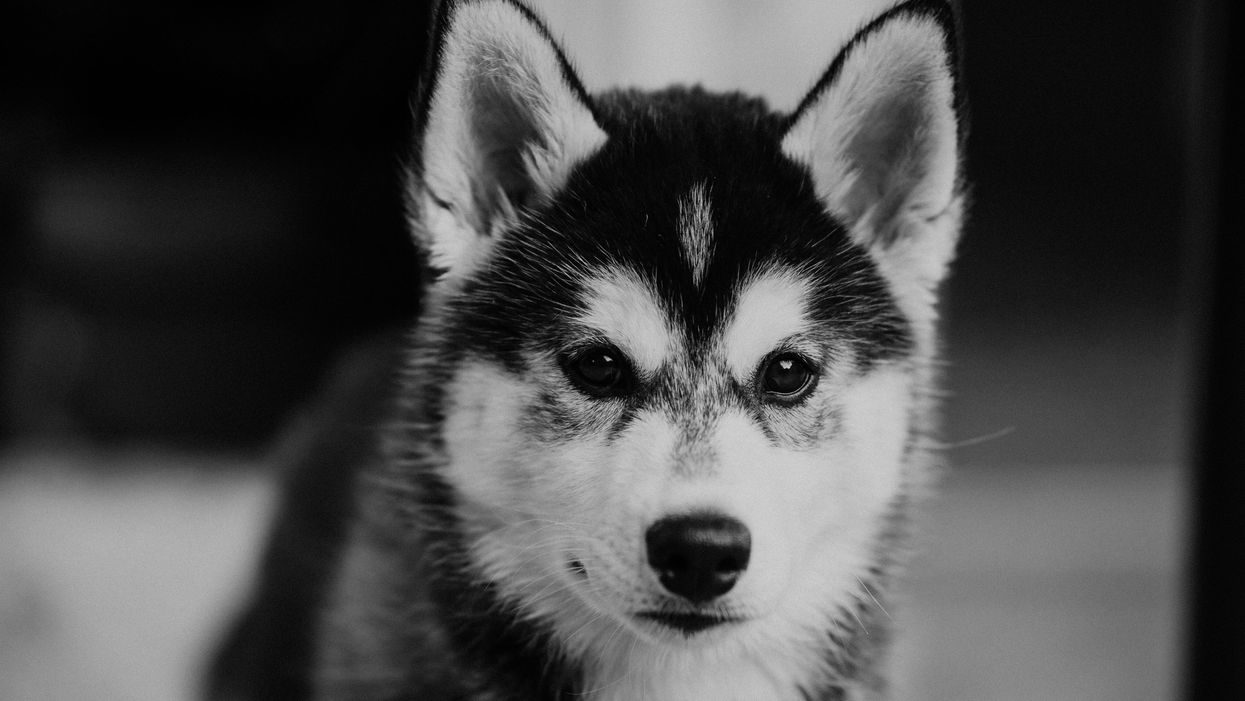 Guy Sparks Drama After Returning The Puppy His Girlfriend Bought Him To Fix His 'Unmasculine' Image