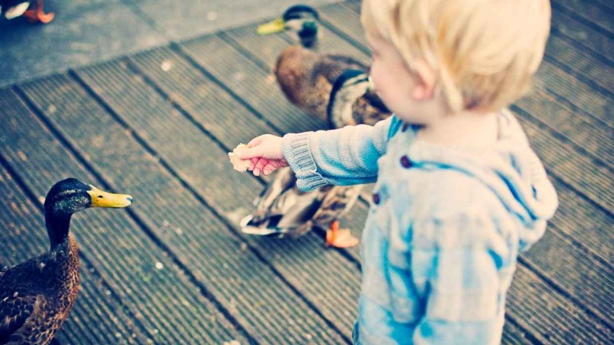 Woman Called Out For Supposedly 'Stealing' Ducks Away From Little Kids Who Were Harassing Them
