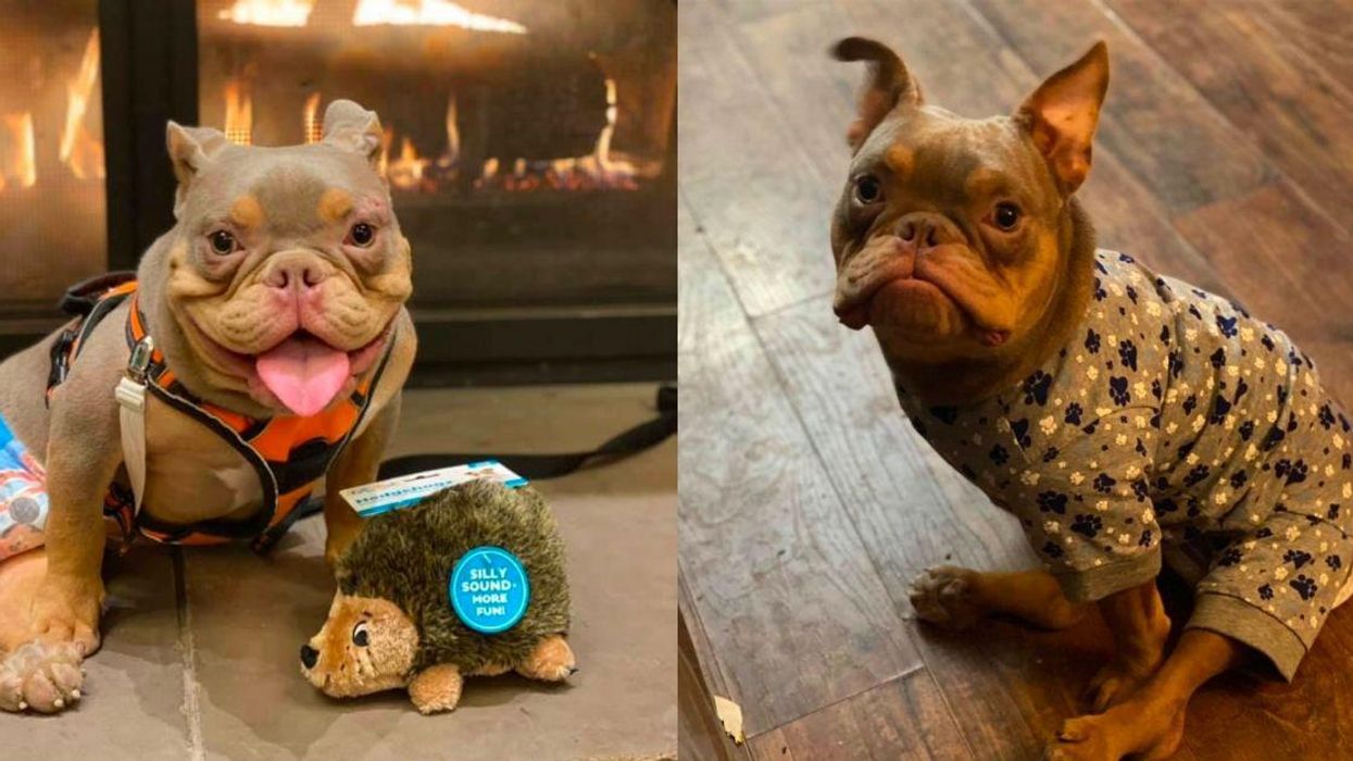 Pooch With Birth Defect Inundated With Adoption Requests After Getting Stood Up By Potential New Owner