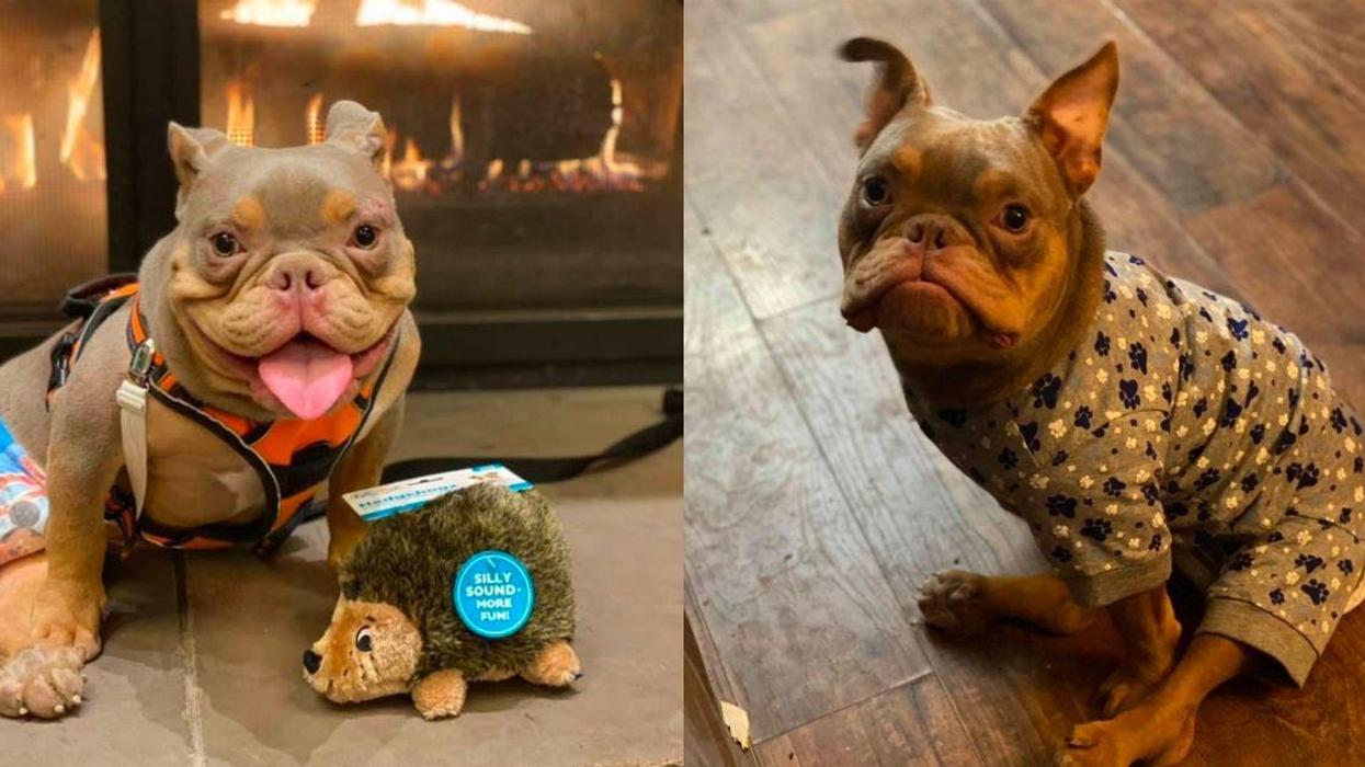 Pooch With Birth Defect Inundated With Adoption Requests After Getting Stood Up By Potential New Owner