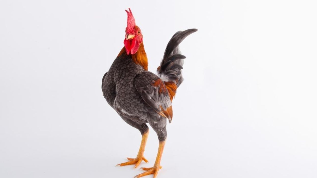 PETA Blasted For Claiming That Using 'Chicken' As An Insult Is On Par With Racial And Homophobic Slurs