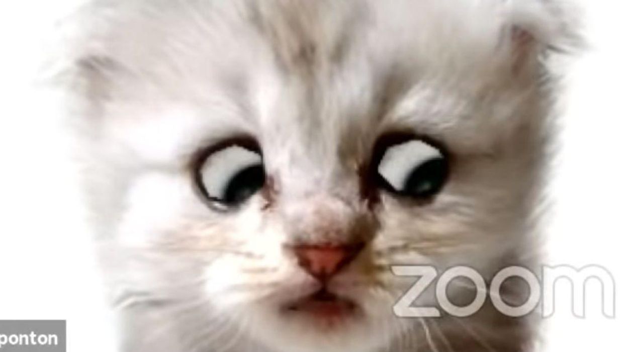 Lawyer Scrambles After He Can't Figure Out How To Turn Off Cat Filter During Zoom Hearing