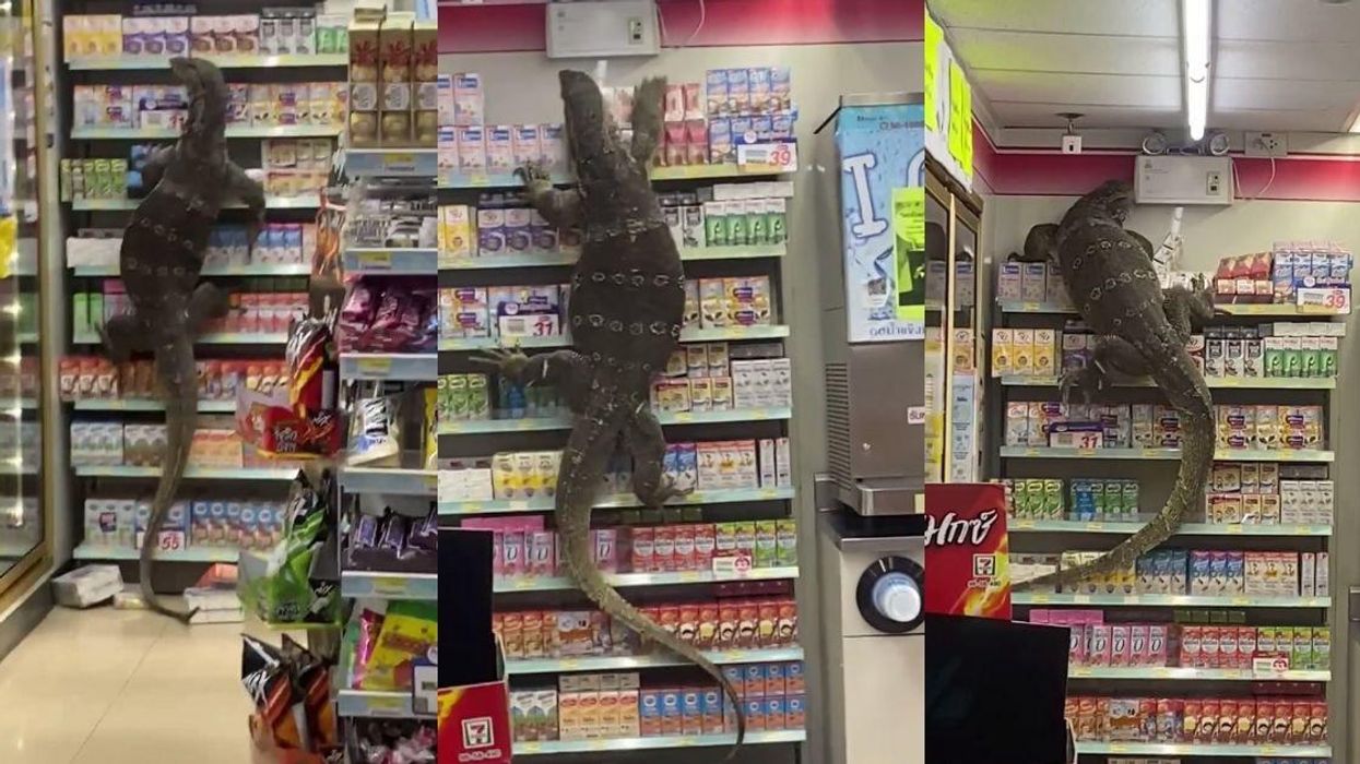 Giant Lizard Scales Shelves At 7-11 As Panicked Onlookers Scream—And Becomes An Instant Icon