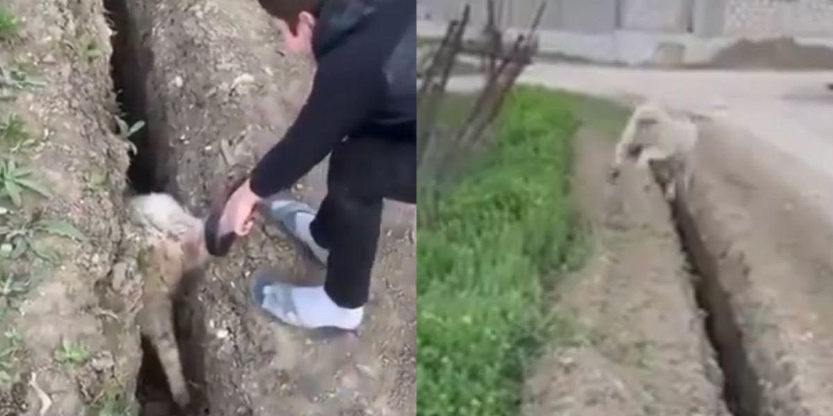 Sheep Jump Fail Kids Pull Sheep Out Of Trench Only For It To Jump Right Back In: VIDEO ...