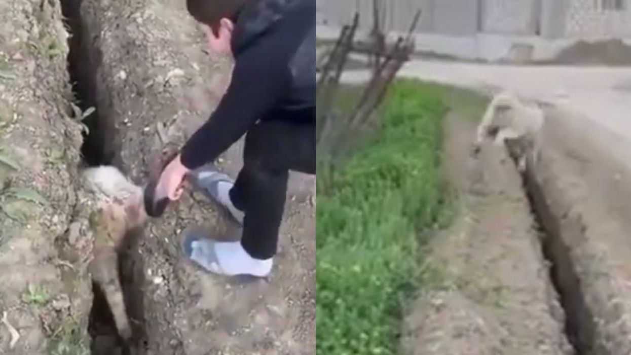 Kids Pull Stuck Sheep Out Of Narrow Trench Only For It To Accidentally Jump Right Back In