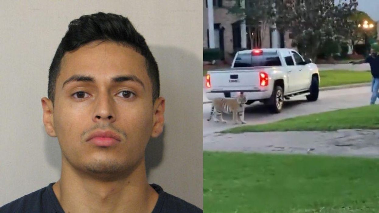 Houston Police Catch Murder Suspect—But The Tiger He Ran Away With Is Nowhere To Be Found