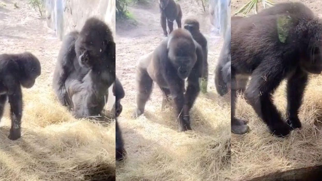 Gorilla Family's Reaction To Discovering A Baby Snake In Their Habitat Is Hilariously Relatable