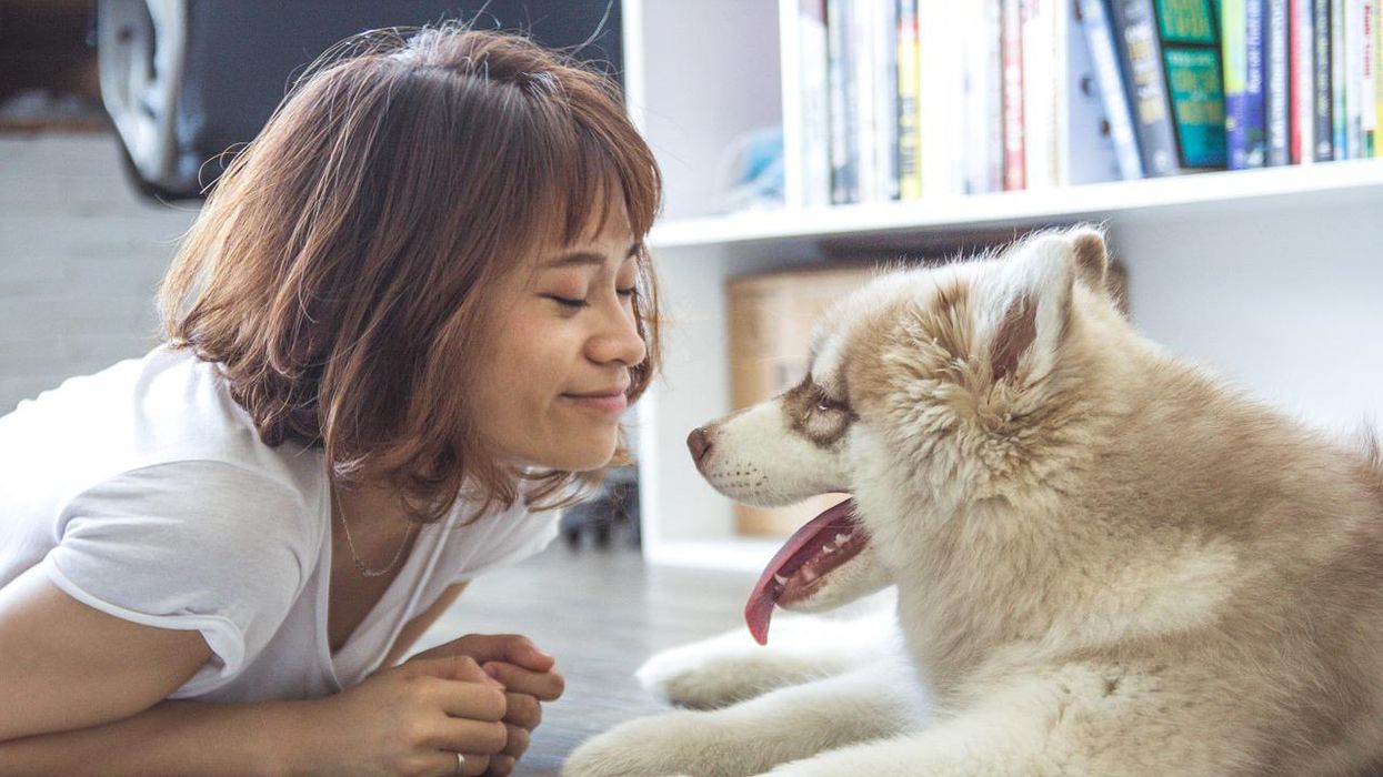 Veterinarians Explain Which Things Pet Owners Can Do To Improve Their Animals' Lives