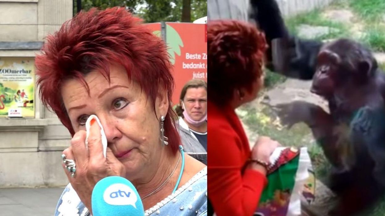 Woman Banned From Zoo After Having 'Affair' With Chimpanzee: 'I Love That Animal, And He Loves Me'