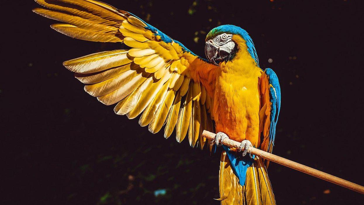 People Share The Most Interesting Animal Facts They've Ever Learned