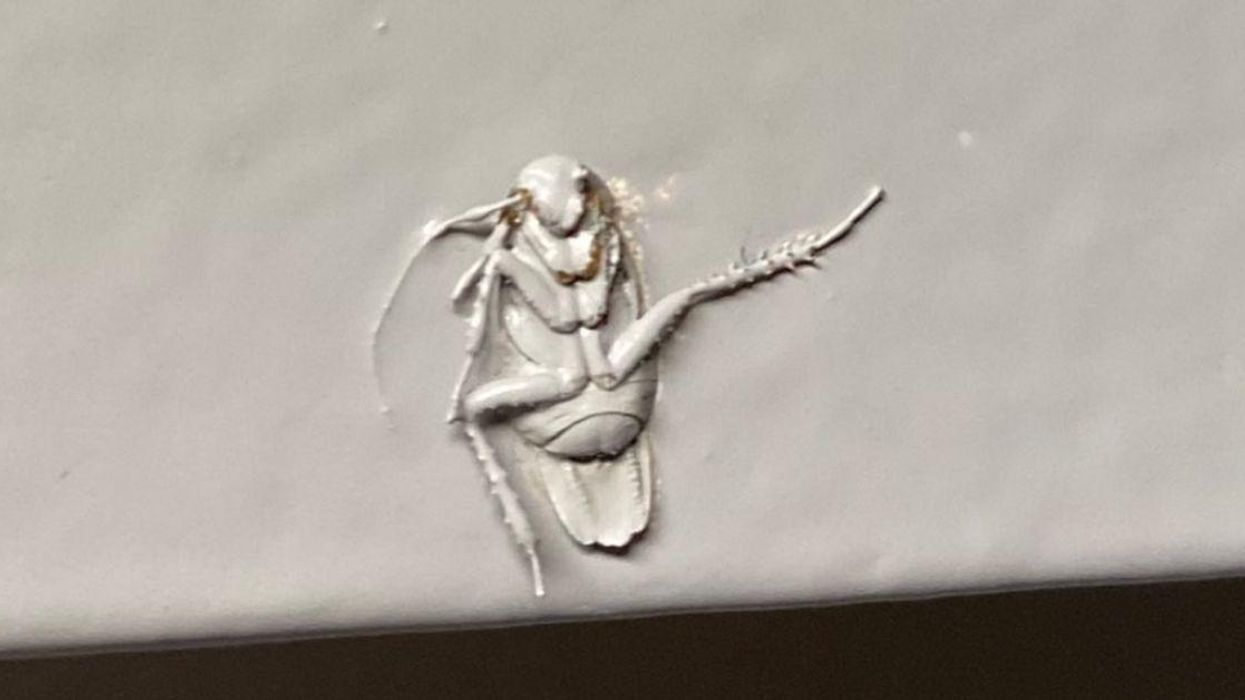 Twitter Has A Field Day After Someone's Landlord Hilariously Painted Over A Cockroach