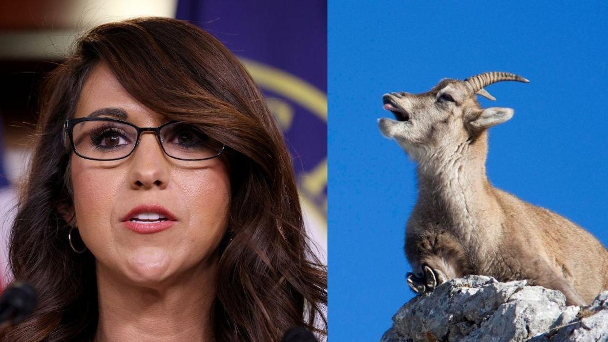 Lauren Boebert Dragged Hard After Boasting On Twitter About Befriending A Goat
